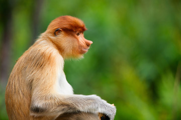Proboscis monkey - obrazy, fototapety, plakaty