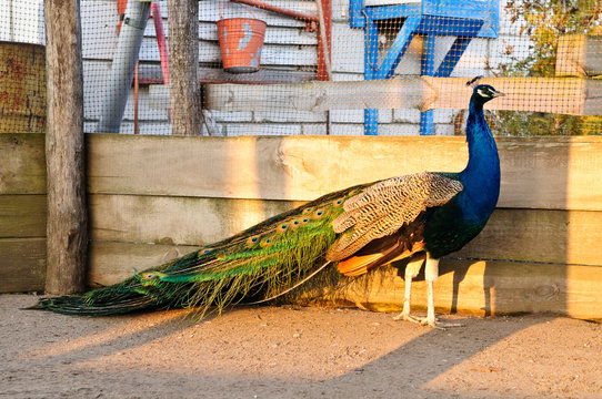 Fototapeta male Indian peacock walking