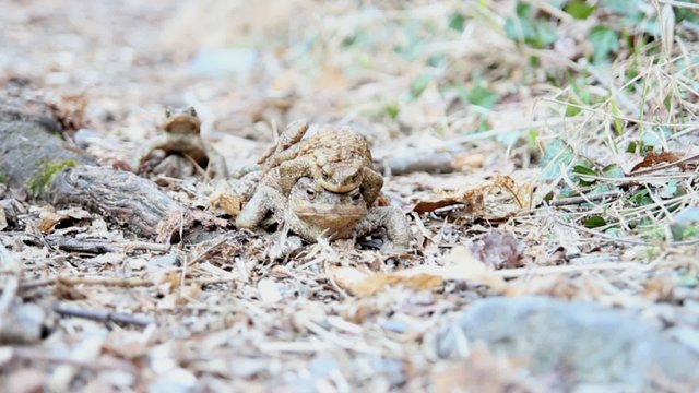 bufo bufo toads in love