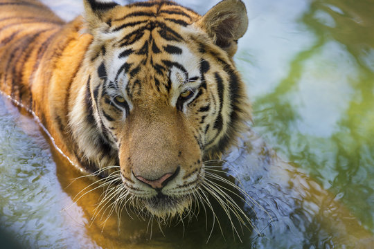 Tigers Head