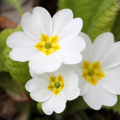 Primula vulgaris