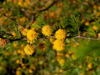 Specific pictures of Uruguay, flower of a mimosa