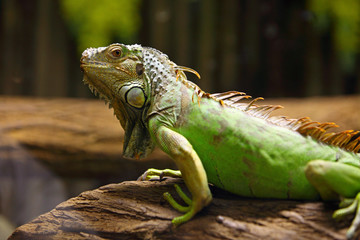 green iguana on tree branch
