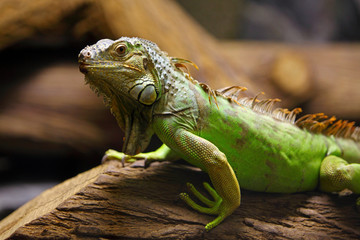 green iguana on tree branch