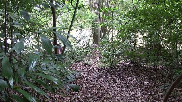 terekking dans le jungle thailande