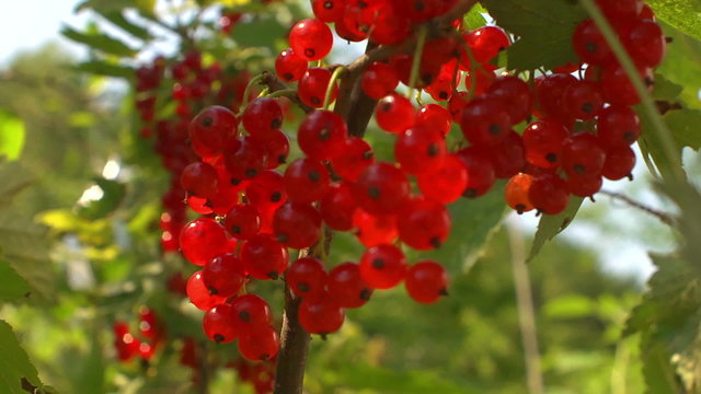 ветка красной смородины