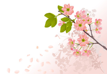 Naklejka na ściany i meble sakura flowers on light pink background