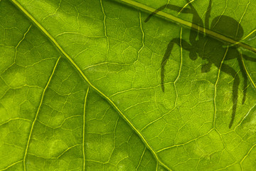 green leaf and spider shadow