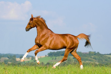 Chestnut Bavarian horse gallops on the hill