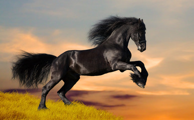 Naklejka premium Black Friesian horse gallops in sunset