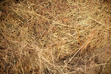 Straw closeup as background