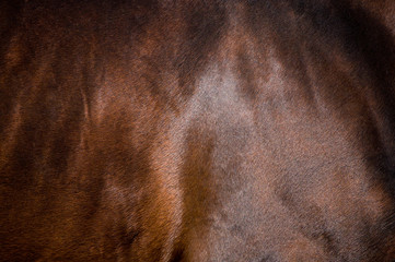 Bay horse skin