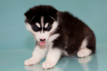Obraz premium puppy a dog husky
