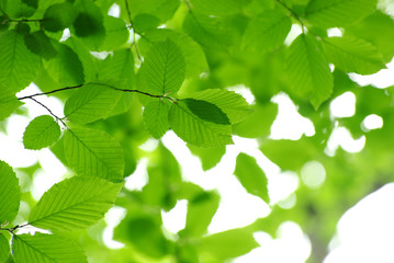 green leaves