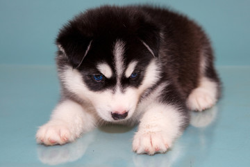 Obraz premium puppy a dog husky