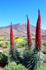 Echium wildpretii plant also known as tower of jewels, red buglo - 39988461