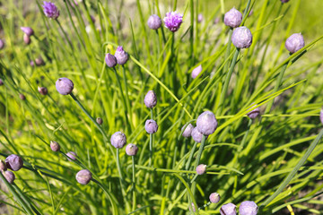 Chives