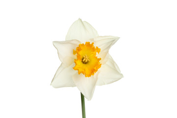 Naklejka na ściany i meble White daffodil