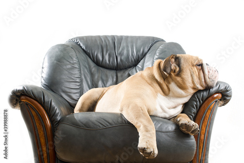 собака на кожаном диване без смс