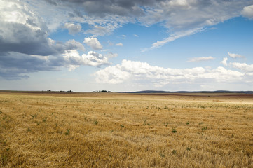 Stubble field in an agricultural landscape
