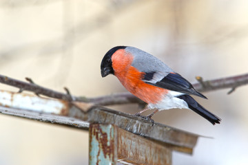 Bullfinch in garden