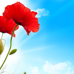 Fototapeta premium red poppies, blue sky and sun background