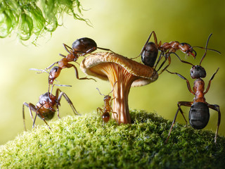 run, baby! robbers formica rufa and lasius, ant tales