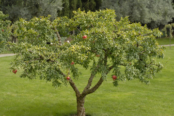 pomegranate tree - Powered by Adobe