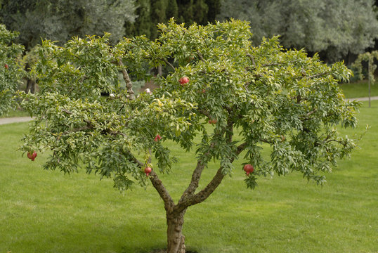 Fototapeta pomegranate tree