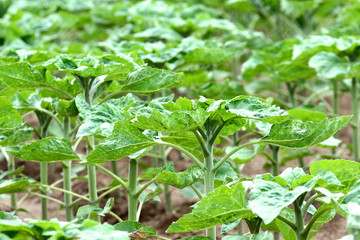 Culture de Tournesol