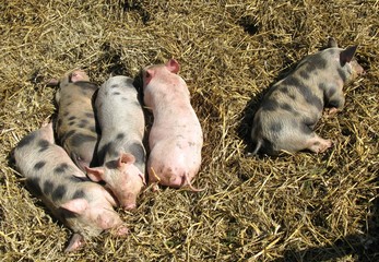 Sleeping piglets in the straw © Frouwina Harmanna va