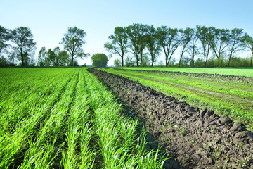 Wheat green field and trees