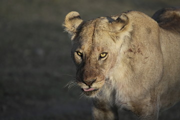 Lioness at sunset