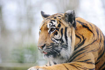Fototapeta na wymiar Tiger resting tongue out