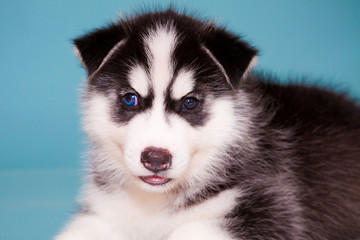 puppy a dog husky