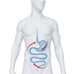 Silhouette junges Mannes mit Magen-Darm-Trakt