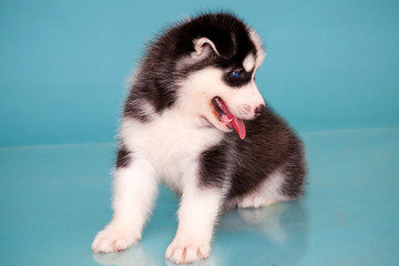 puppy a dog husky