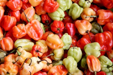 Minipaprika aus Panama