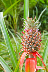 Fototapeta premium flower of pineapple