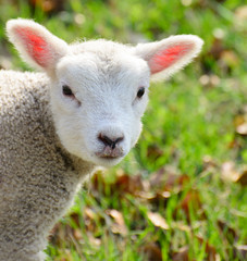 Newborn spring lamb