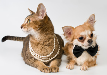 Cat and chihuahua in studio on a neutral background