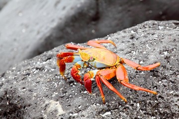 Rote Klippenkrabbe auf Lavagestein