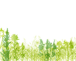 green grass background