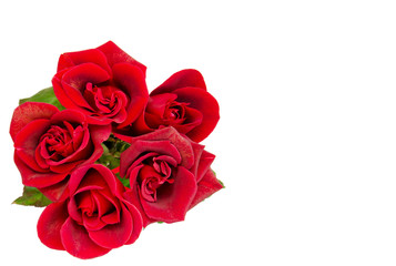 Red rose on the white