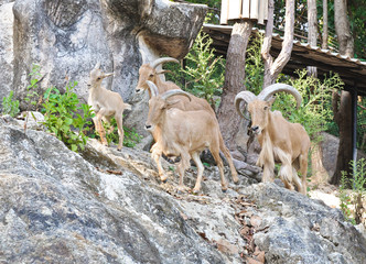 Naklejka premium Mountain Goats family