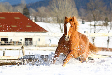 Bandit dans la neige