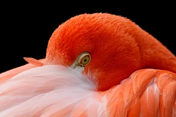 Deurstickers Flamingo flamingo