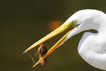 Great Egret Catching a Sculpin - Florida