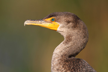 Fototapeta premium Immature Double-crested Cormorant (Phalacrocorax auritus)