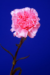 Różowy kwiat goździk na niebieskim tle 2 - obrazy, fototapety, plakaty